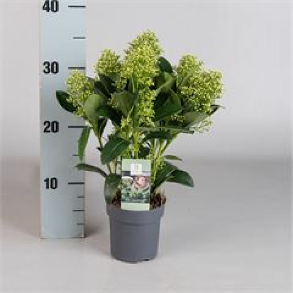 Skimmia jap. 'Finchy'