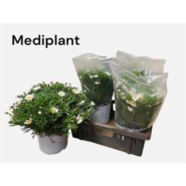 Argyranthemum frut. Busch weiß