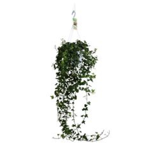 Hedera helix Ampel "Anna"