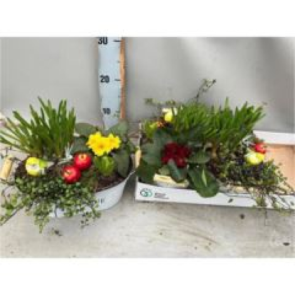 Frühlingsmix in Blechschale oval - weiß