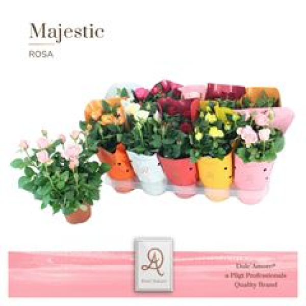 Rosen Mix
