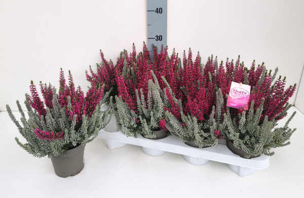 Calluna "Fluffy Kiss"