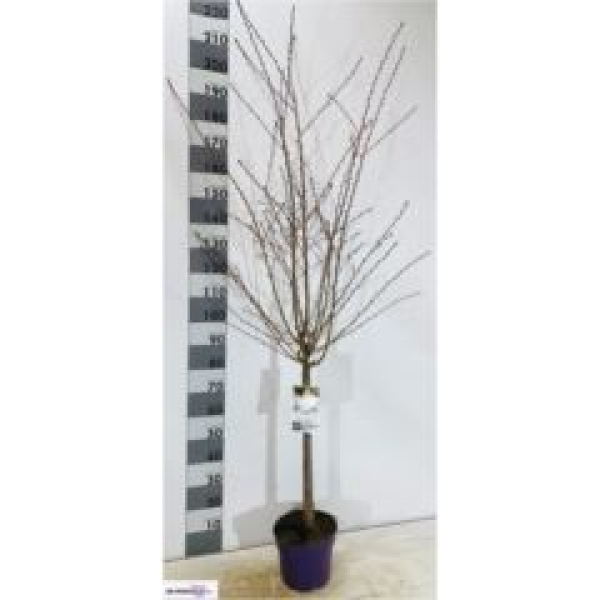 Prunus nipponica 'Brilljant'