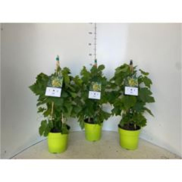 Vitis vinifera