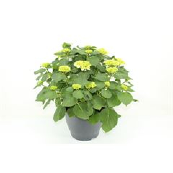 Hydrangea Busch weiß