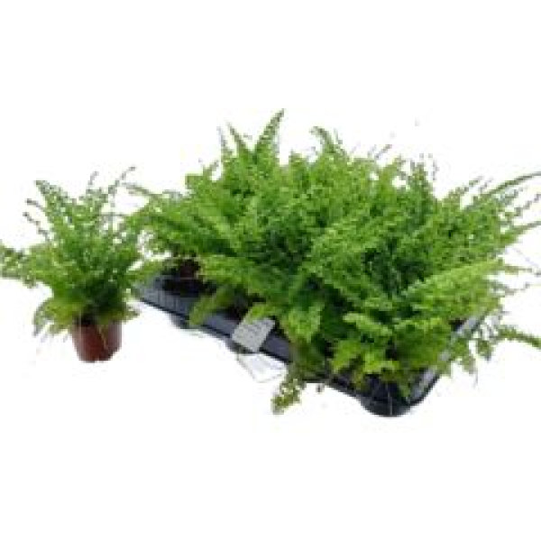 Nephrolepis exal. 'Green Fantasy