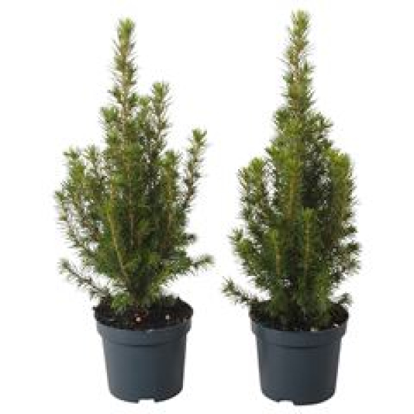 Picea glauca 'Conica' Perfecta