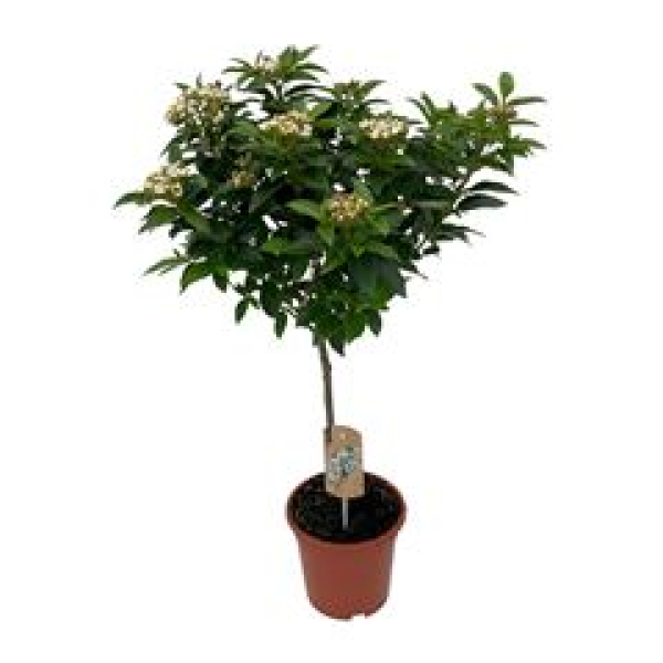 Viburnum tinus