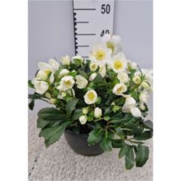 Helleborus niger Schale