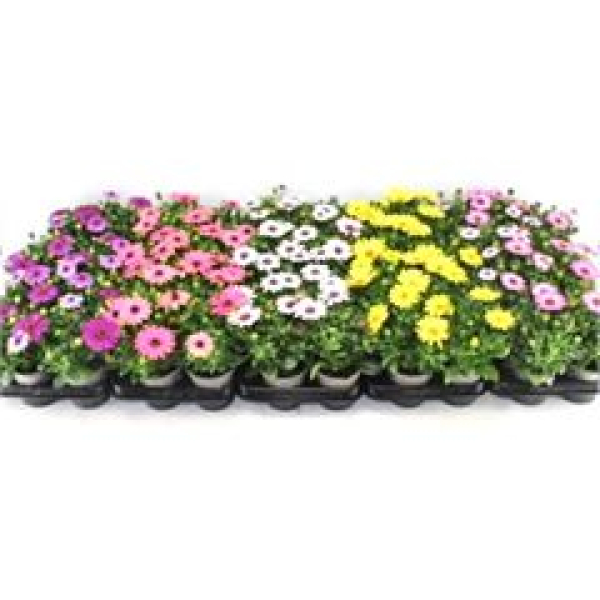 Osteospermum