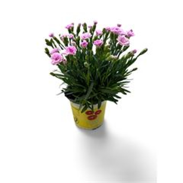 Dianthus allw. 'Lucky Lips' rosa