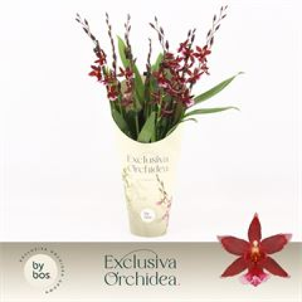 Burrageara 'Barrocco Red'