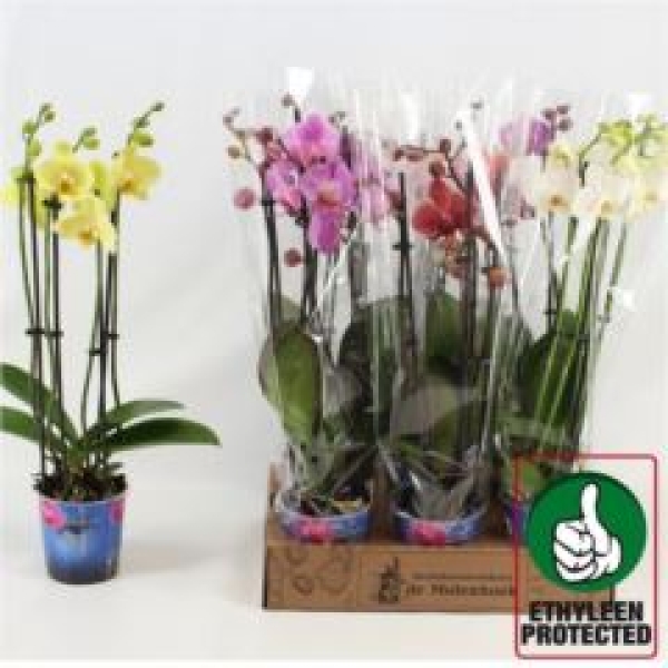 Phalaenopsis 4 Rispen Mix