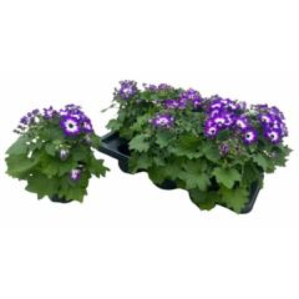 Senetti-Pericallis cr. blauweiß