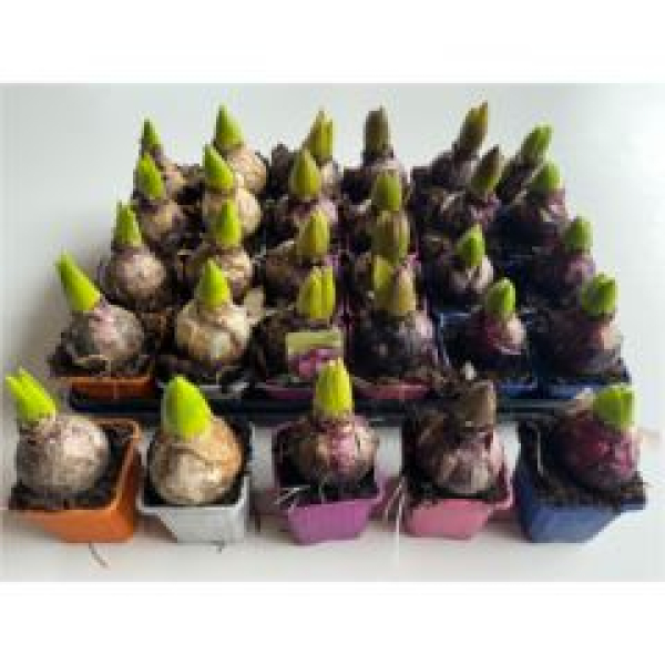 Hyacinthus orie.1pp gemischt