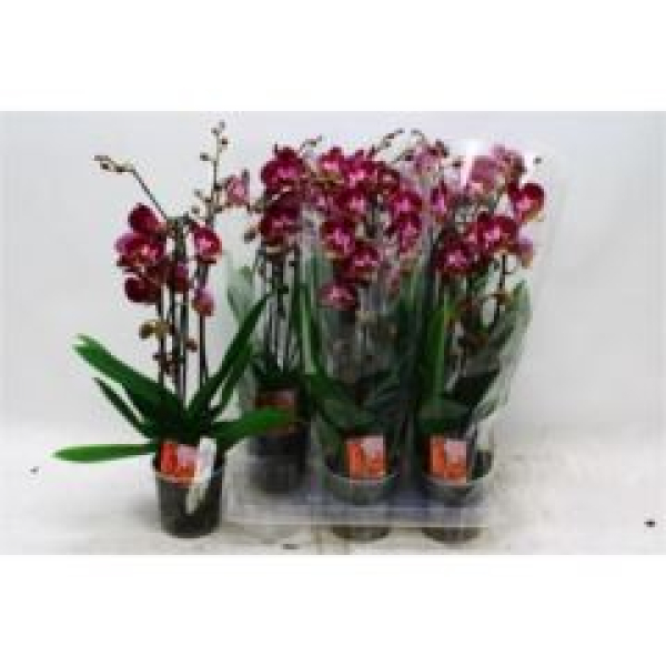 Phalaenopsis "Cascade" rot