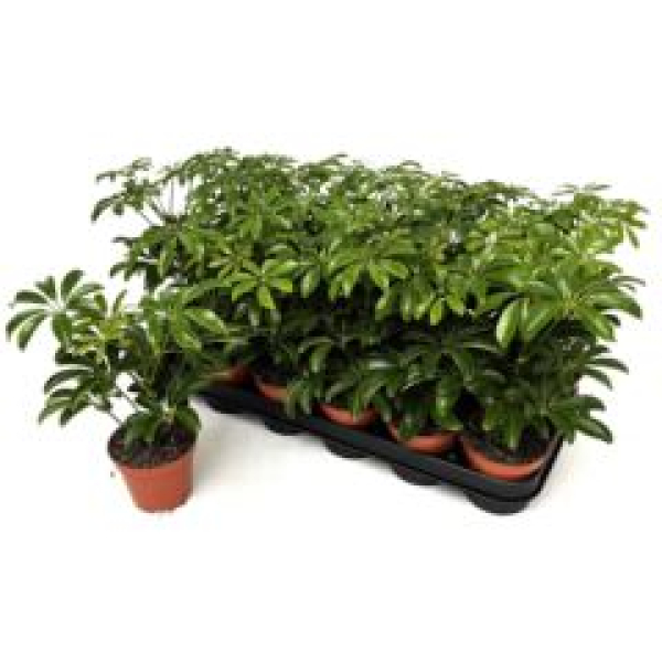 Schefflera arbor. 'Luseana'