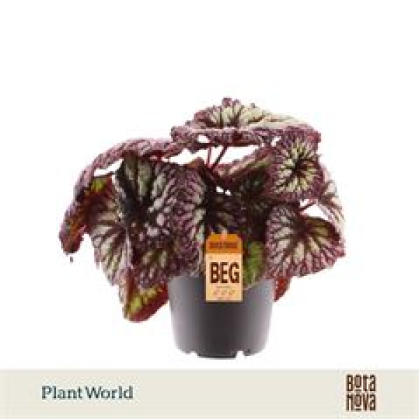 Begonia rex "Fireworks"