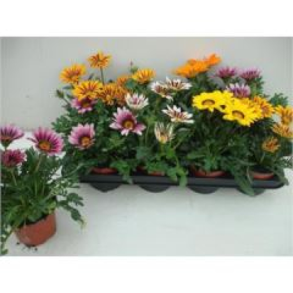 Gazania Mix