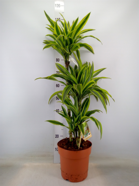 Dracaena frag. 'Lemon Lime'