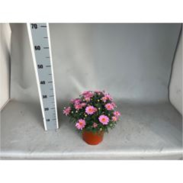 Argyranthemum Busch rosa
