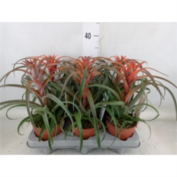 Tillandsia capitata 'Hermosa'