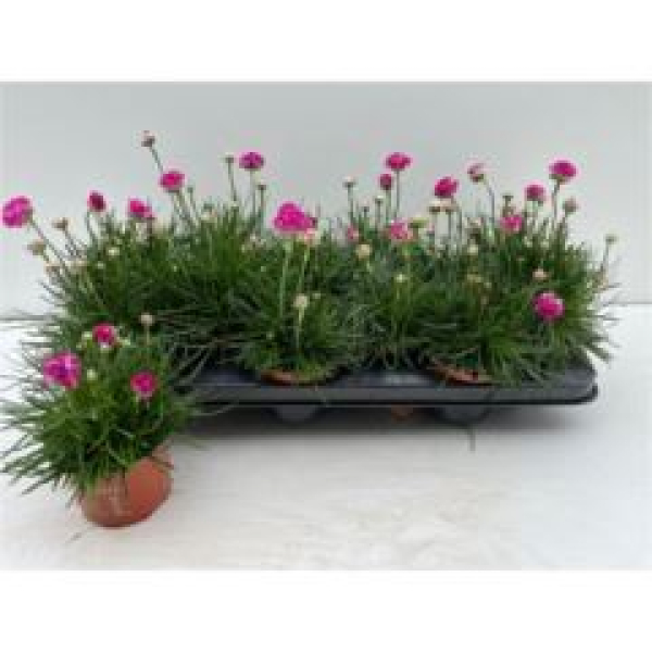 Armeria maritima 'Rosea'