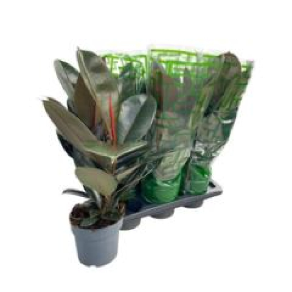 Ficus elastica 'Abidjan'