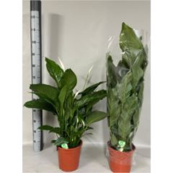 Spathiphyllum 'Sweet Lauretta'