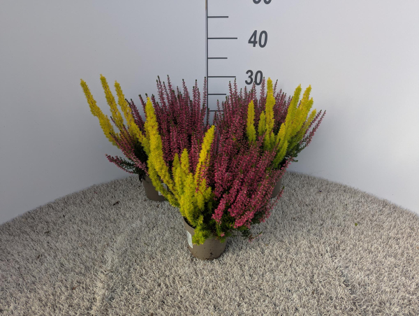 Erica arborea + Calluna Twin