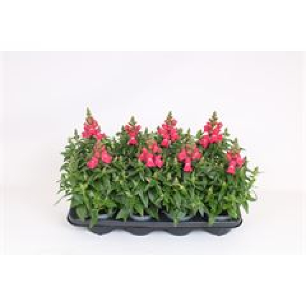 Antirrhinum majus rosa