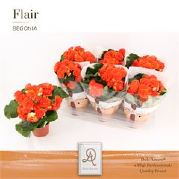 Begonia elat. 'Reina' orange
