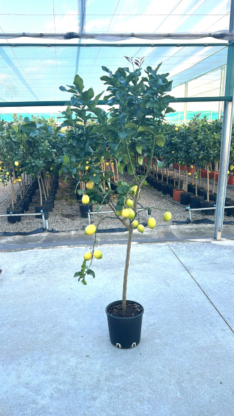 Zitronen Stamm