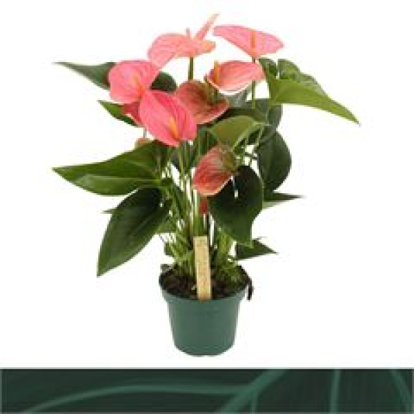 Anthurium andr. 'Colorado' lachs-rosa