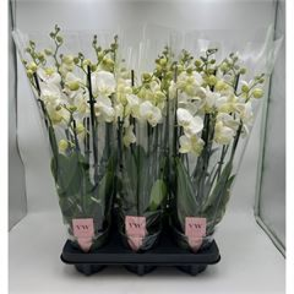 Phalaenopsis 6 Rispen weiß