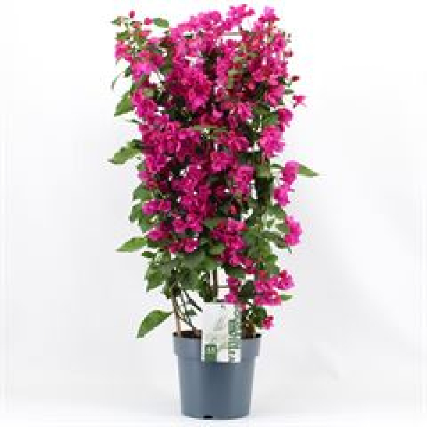 Bougainvillea 'Sanderiana' Spalier