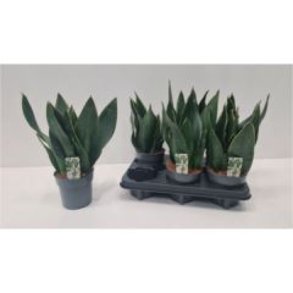 Sansevieria trifa.