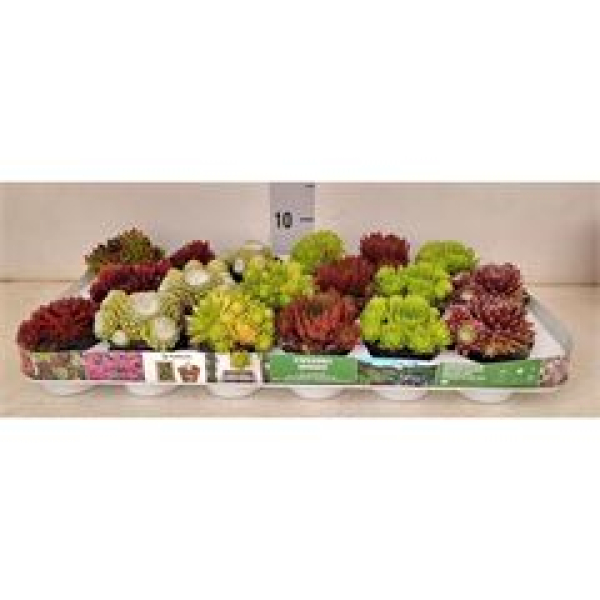 Sempervivum Mix