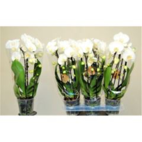 Phalaenopsis "Cascade" weiß