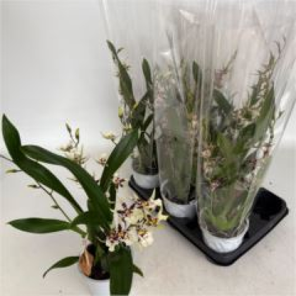 Brassia 'Summer Dream'
