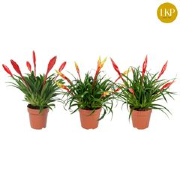 Vriesea Multiflower Mix