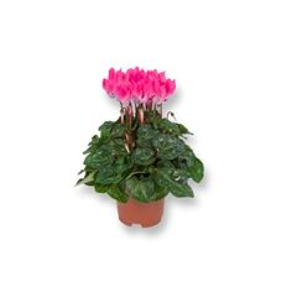 Cyclamen midi rosa