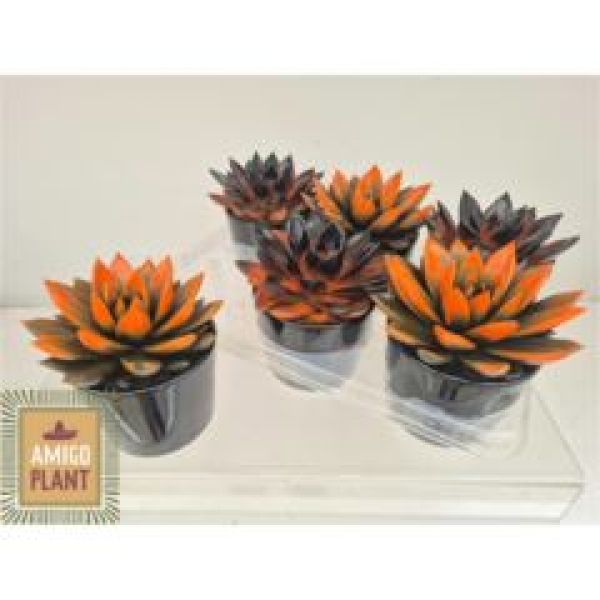 Echeveria 'Miranda' gefärbt im Übertopf