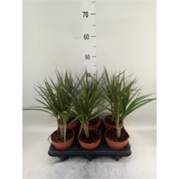 Dracaena marg.