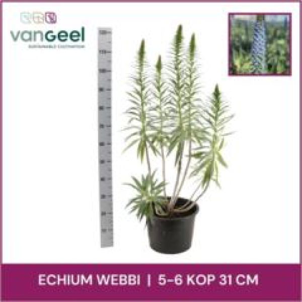 Echium webbii
