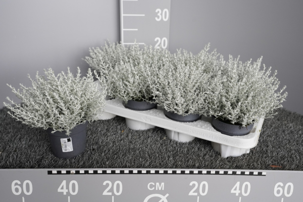 Helichrysum
