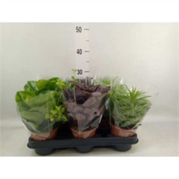 Peperomia Mix