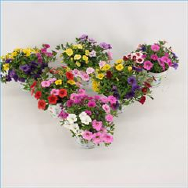 Calibrachoa Trio