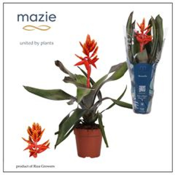 Aechmea 'Pepita Elegant Flames'