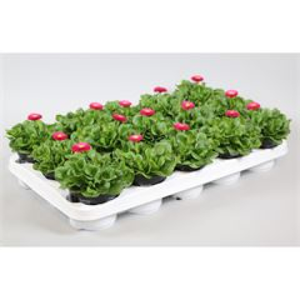 Bellis perennis rosa